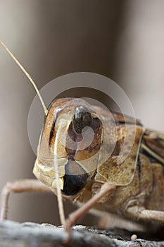 Locust