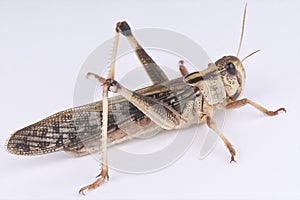 Locust