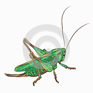 Locust photo