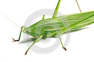 Locust