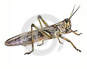 Locust Acrididae, realistic drawing