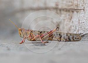 LOCUST Attack at crops of Pakistan