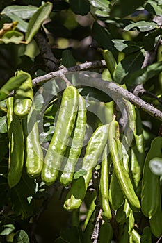 Locust bean unripe carob fruit of Ceratonia siliqua, a flowering evergreen tree native to Mediterranean, widely cultivated