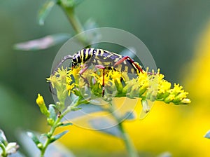 Locust Borer