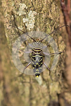 Locust Borer Beetle