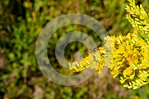 Locust borer longhorn beetle on goldenrod flowers