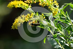 Locust borer, a longhorned beetle, Megacyllene robiniae on sweet goldenrod Solidago odora