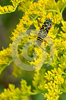 Locust Borer - Megacyllene robiniae