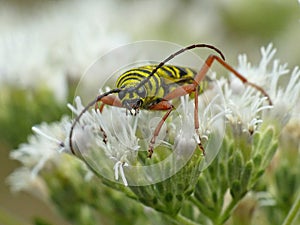 Locust Borer On White Flower Cluster