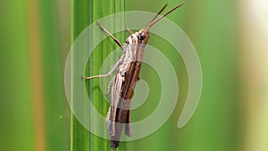 locust climbing on a blade of grass. photo macro of this small insect with long antennas and powerful posterior legs for jump