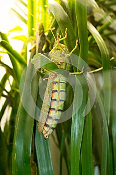 Locust close-up / macro