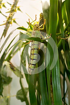 Locust close-up / macro