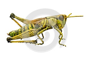 Locust close-up - transparency background