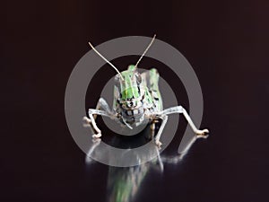 Locust closeup macro portrait