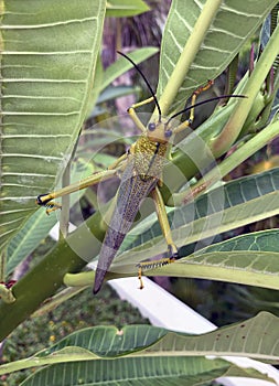 Locust cricket grasshopper on green leaves