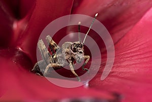 Locust cricket insect inside a red flower
