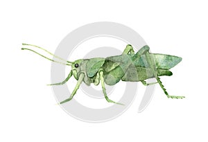 Locust, decorative green grasshopper in profile, invertebrate insect