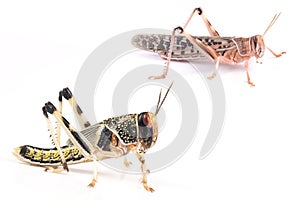 Locust, Desert locust Schistocerca gregaria, pupa and adult insect