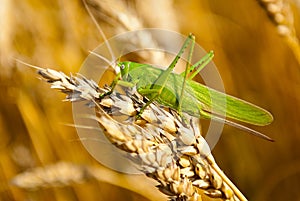 Locust eats wheat crop