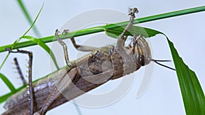 Locust. Grass Hopper. A Locust aka Grasshopper photographed with a 100 kilometer Macro Lens Isolated on white. Room for text.