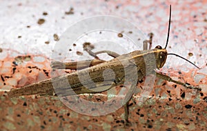 Locust. Grass Hopper. A Locust aka Grasshopper photographed with a 100 kilometer Macro Lens