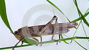 Locust. Grass Hopper. A Locust aka Grasshopper photographed with a 100 kilometer Macro Lens Isolated on white. Room for text.