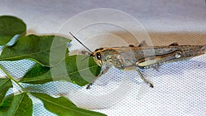 Locust. Grass Hopper. A Locust aka Grasshopper photographed with a 100 kilometer Macro Lens Isolated on white. Room for text.