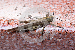 Locust. Grass Hopper. A Locust aka Grasshopper photographed with a 100 kilometer Macro Lens Isolated on white. Room for text.