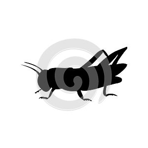 Locust grasshopper insect black silhouette animal