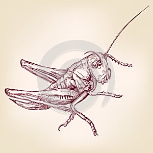 Locust or grasshopper -insect hand drawn vector llustration sketch