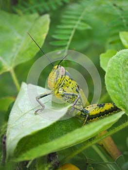 Locust on green leaves