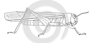 Locust. Hand drawn black realistic outline vector illustration. photo