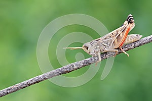 Locust imago photo