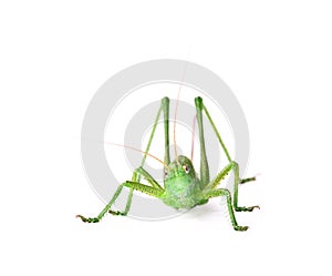 Locust isolated on white