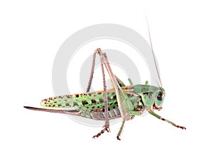 Locust isolated on white background