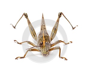 Locust isolated on white background