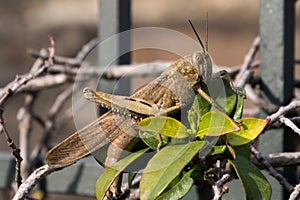 Locust locusta migratoria