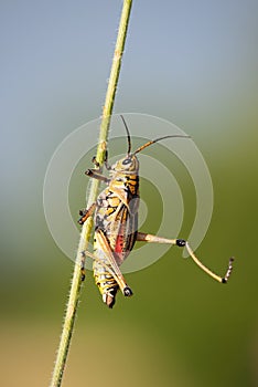 Locust Lubber Grasshopper