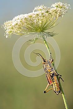 Locust Lubber Grasshopper