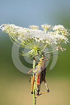 Locust Lubber Grasshopper