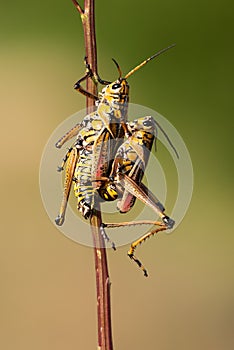 Locust Lubber Grasshopper