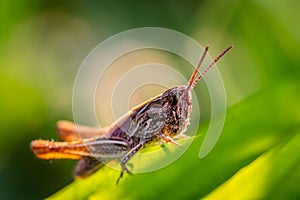 Locust macro