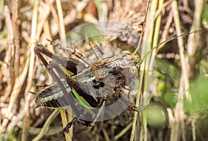 locust macro on the grass