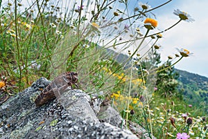 Locust at a meadow with wild flowers