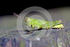 Locust nymphae