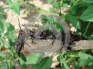 Locust Nymphs