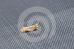 Locust Orthoptera isolated on garden chair