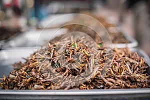 Locust Patanga is sold as a snack food at Chatuchak Weekend Market, Bangkok, Thailand