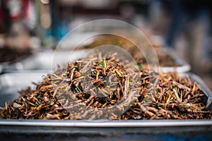 Locust Patanga is sold as a snack food at Chatuchak Weekend Market, Bangkok, Thailand