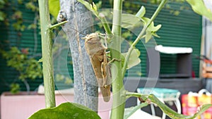 Locust on plant eating leaf, close up. Grasshopper destroying green flora, macro.
